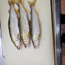 アユ