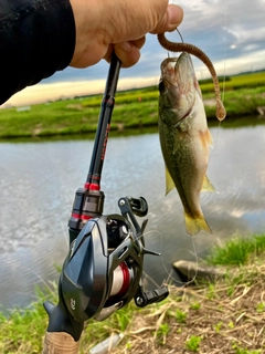 ラージマウスバスの釣果