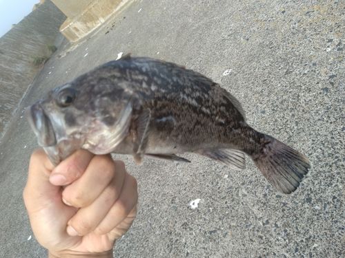 クロソイの釣果
