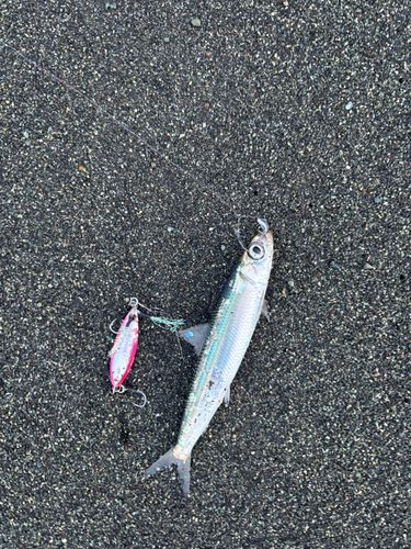 ウルメイワシの釣果