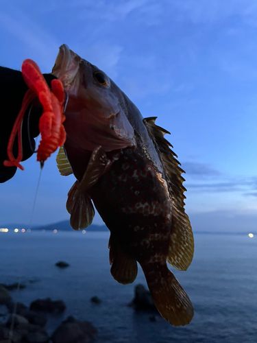 キジハタの釣果