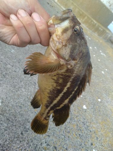 シマゾイの釣果