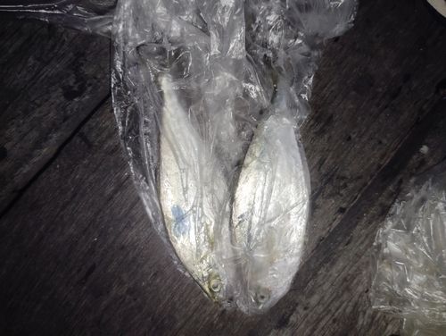 イケカツオの釣果