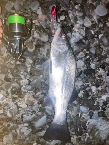 ヒラスズキの釣果