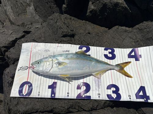 ワカシの釣果