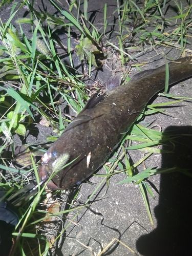 ナマズの釣果