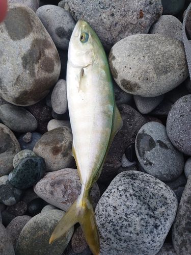 ワカシの釣果