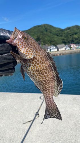 オオモンハタの釣果