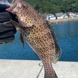 オオモンハタ