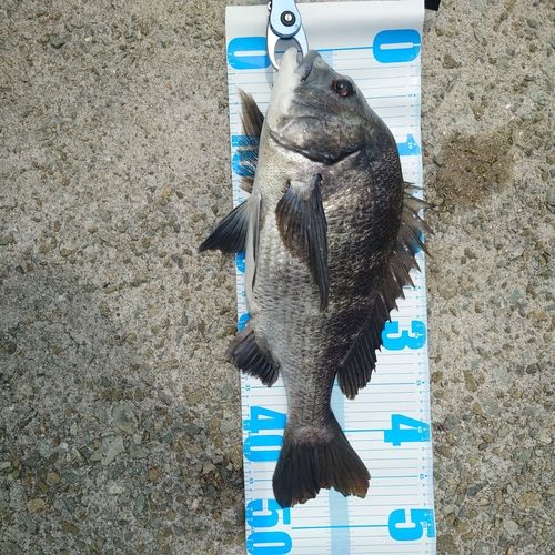 クロダイの釣果