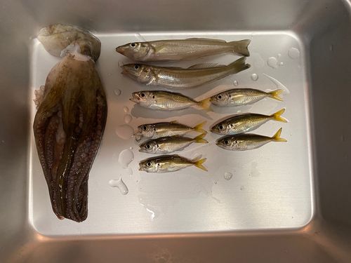 シロギスの釣果