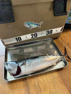 ソウダガツオの釣果