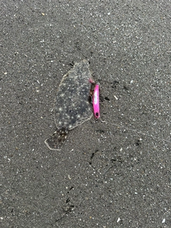 ソゲの釣果