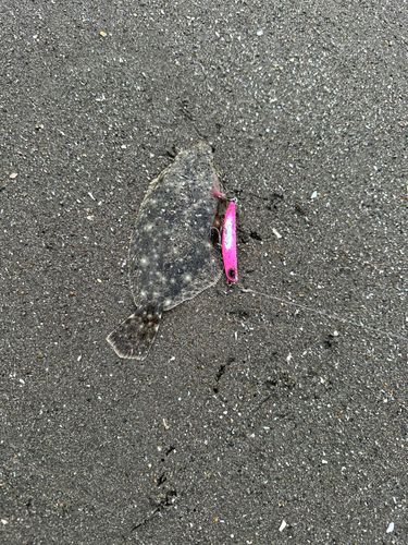 ソゲの釣果