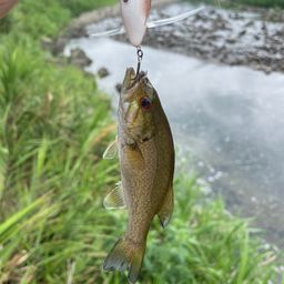 スモールマウスバス