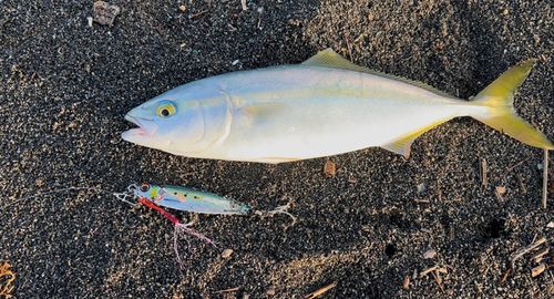 ワカシの釣果