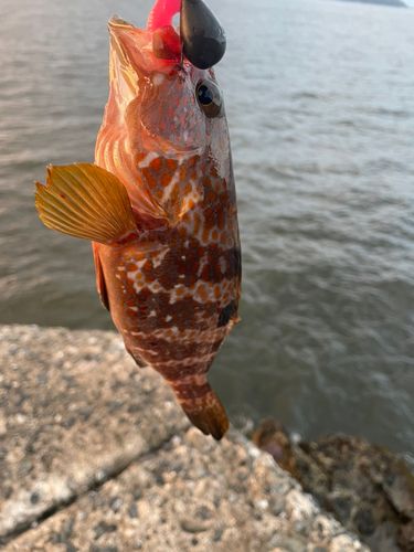 キジハタの釣果