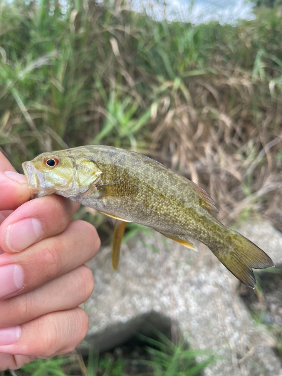 スモールマウスバス