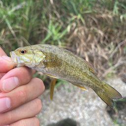 スモールマウスバス