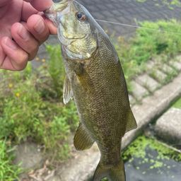 スモールマウスバス