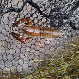 ウチダザリガニ