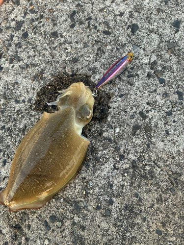 モンゴウイカの釣果