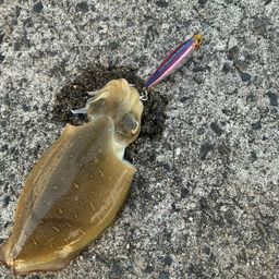 モンゴウイカ