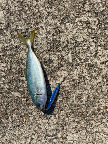ワカシの釣果