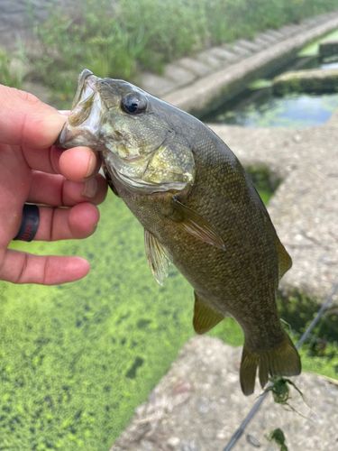 スモールマウスバスの釣果