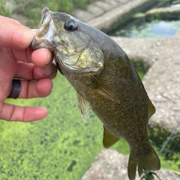 スモールマウスバス