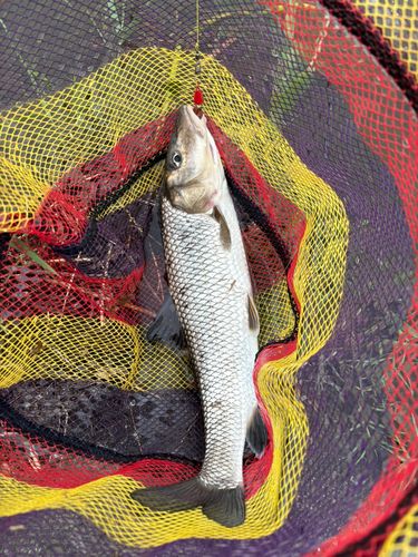 ニゴイの釣果