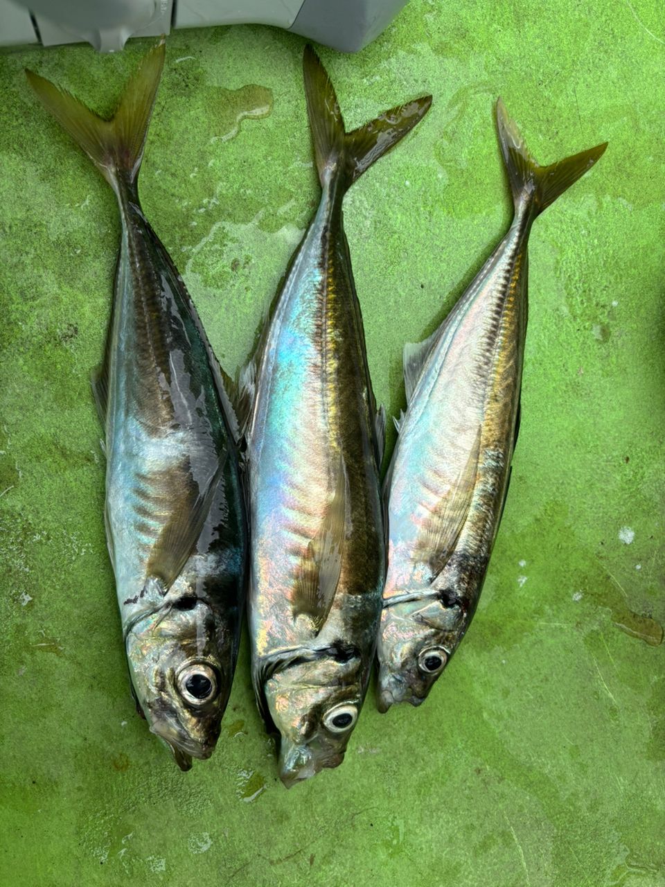 MASA47さんの釣果 2枚目の画像