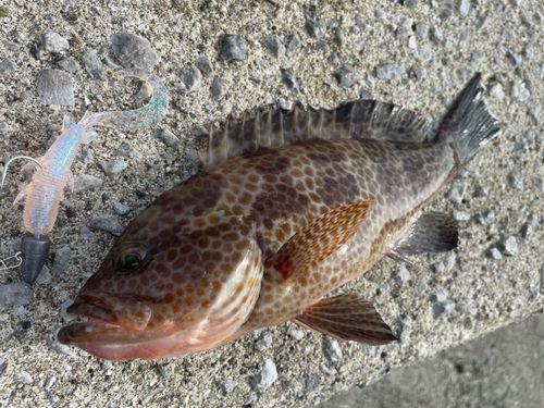 オオモンハタの釣果