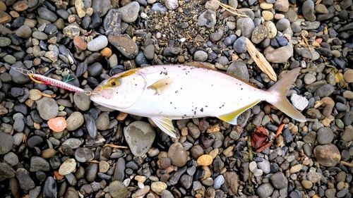 ショゴの釣果