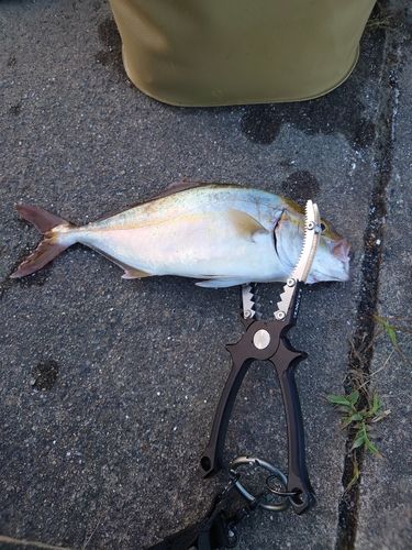 ショゴの釣果