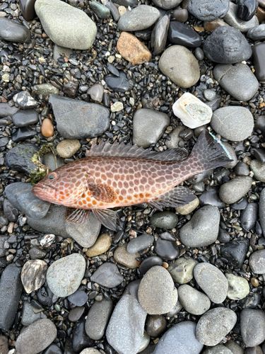 オオモンハタの釣果