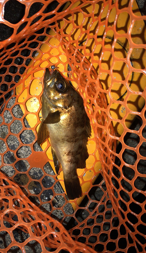 クロメバルの釣果