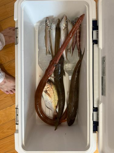 キスの釣果