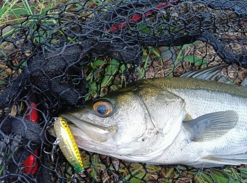 フッコ（マルスズキ）の釣果