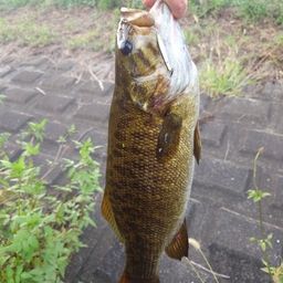 スモールマウスバス