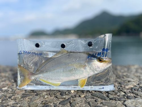 ショゴの釣果