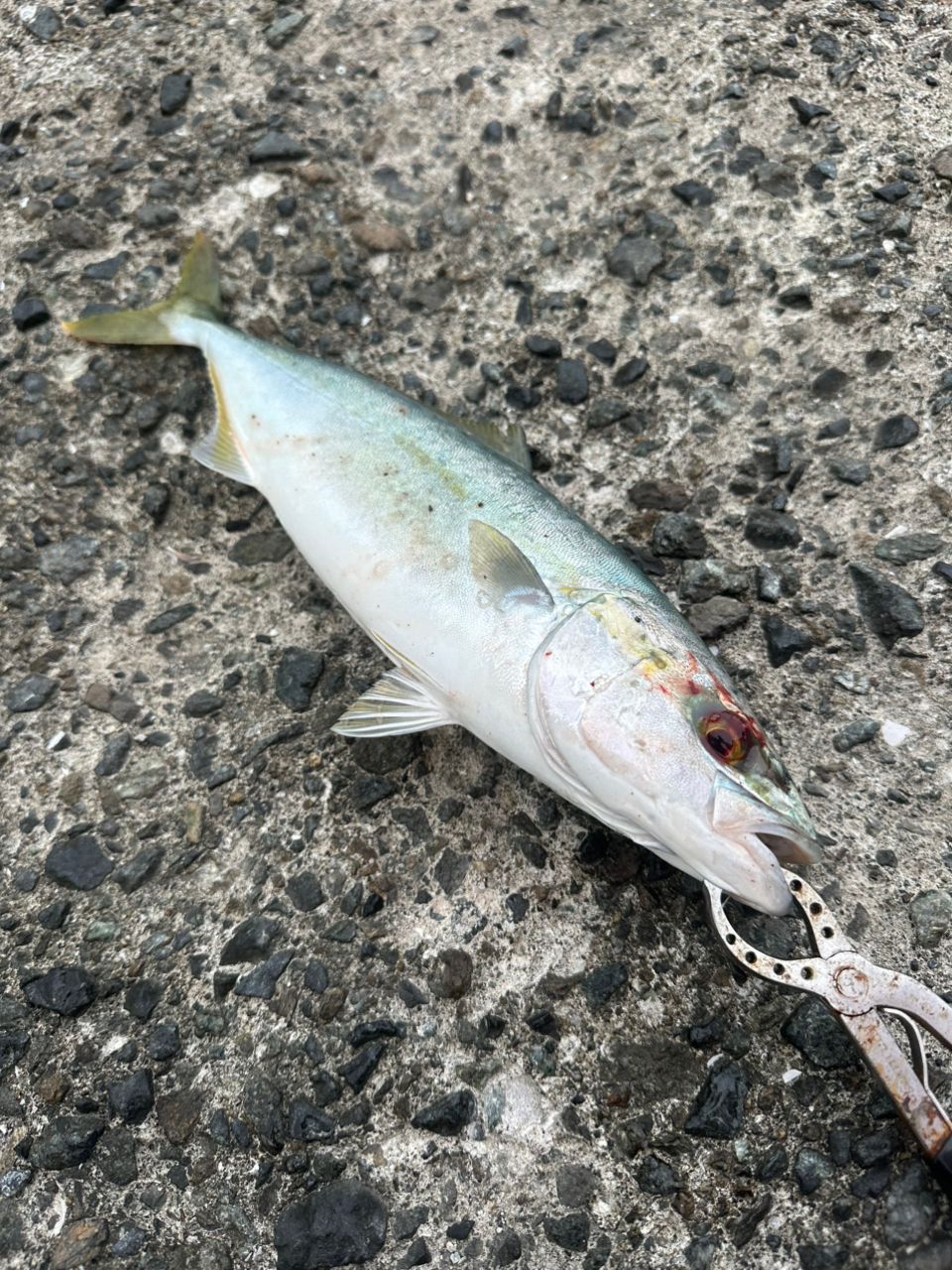 DAIWA 16HRF® (ハードロックフィッシュ) 810MHSの最安値
