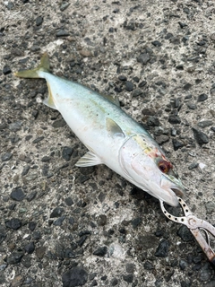 ヤズの釣果
