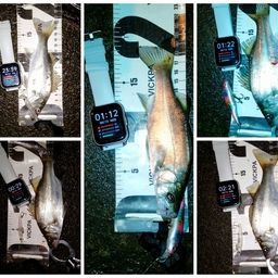 セイゴ（ヒラスズキ）