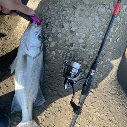 スズキ釣り スズキ・セイゴうき釣り | 釣り｜海釣り仕掛｜渓流仕掛｜釣り針
