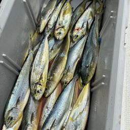 シイラ