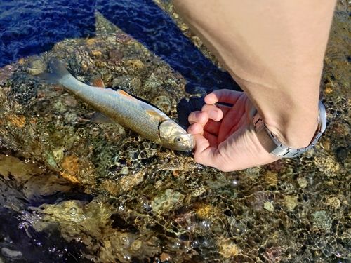 ウグイの釣果