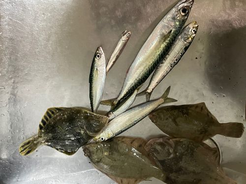 厚岸湾