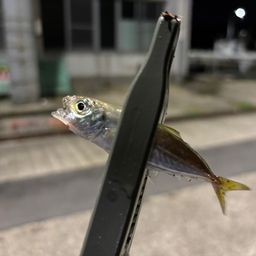 アジ