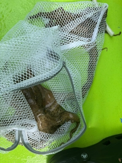 マダコの釣果